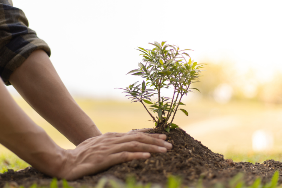 La Red de Juderías celebra Tu Bishvat, el Año Nuevo de los Árboles